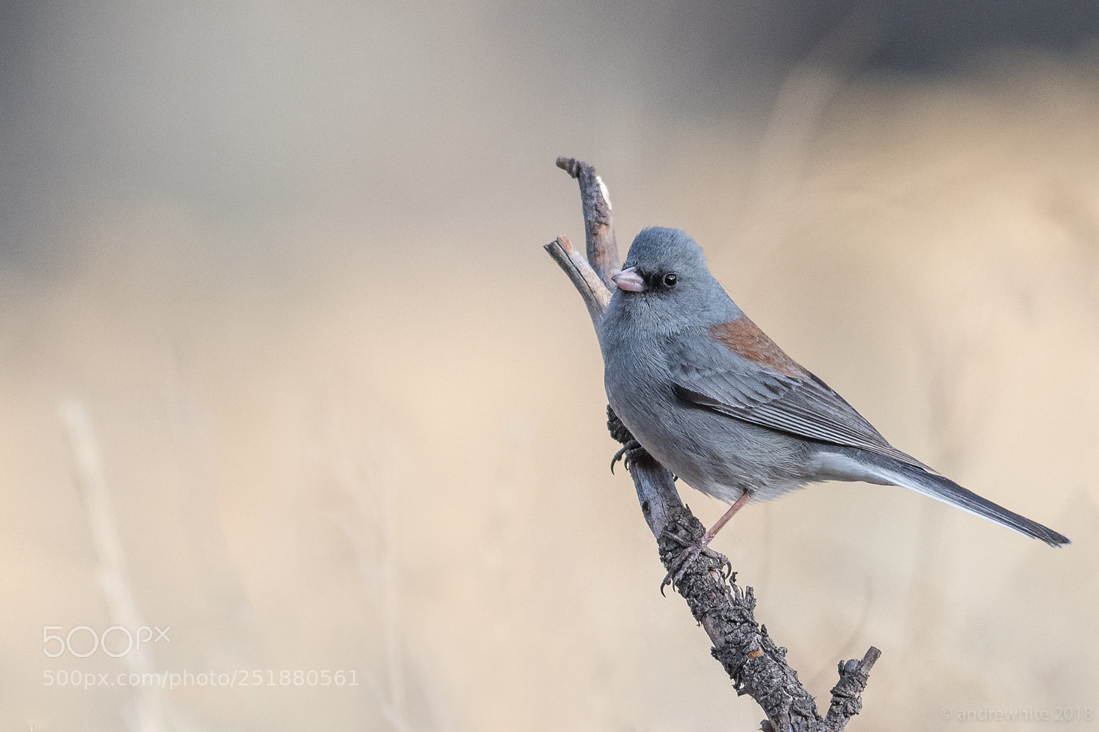 Nikon D850 sample photo. Dark-eyed junco photography