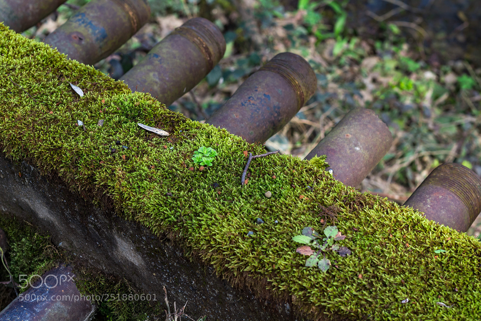 Canon EOS 1300D (EOS Rebel T6 / EOS Kiss X80) sample photo. Mossy bridge photography
