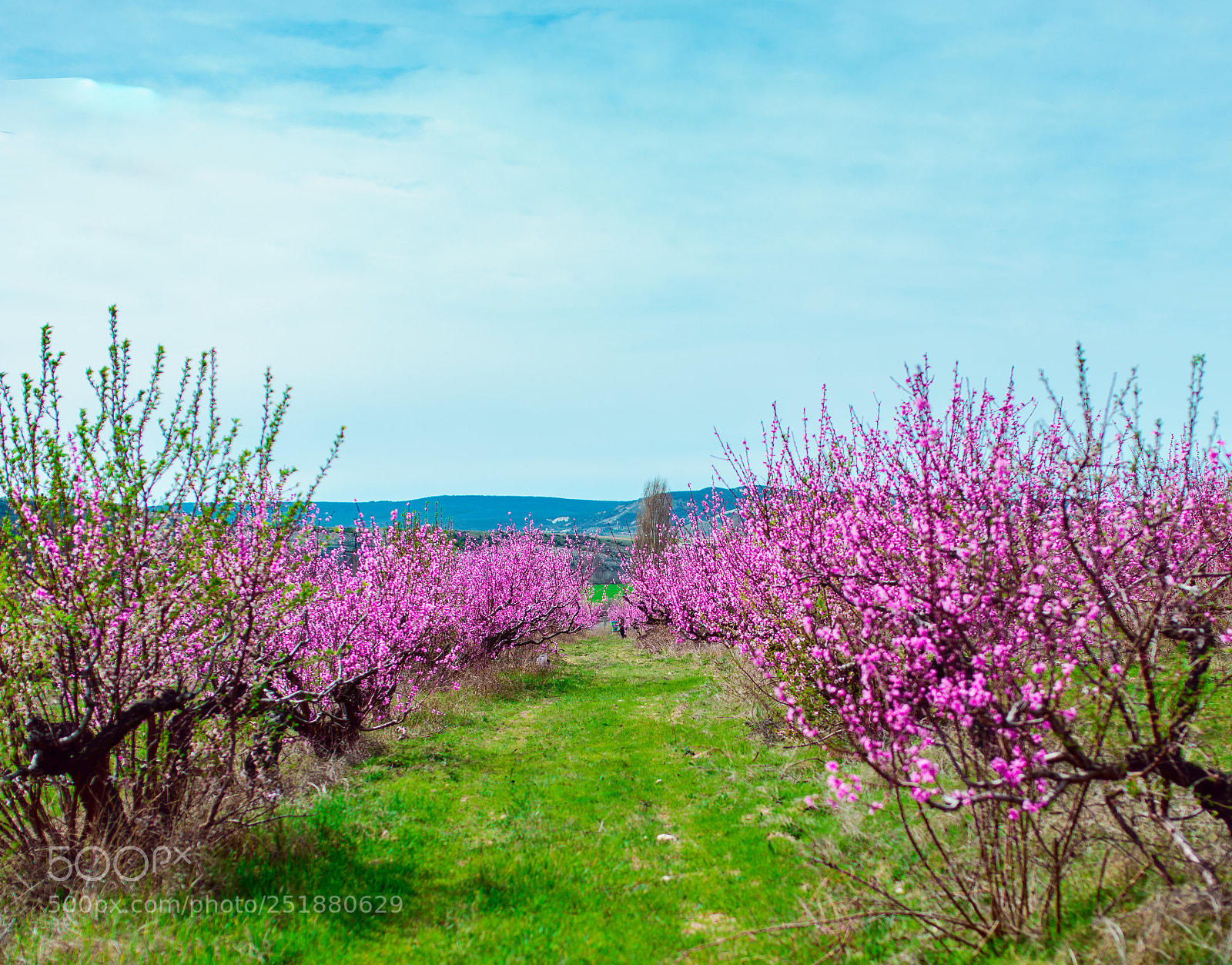 Nikon D800 sample photo. Персиковый сад photography