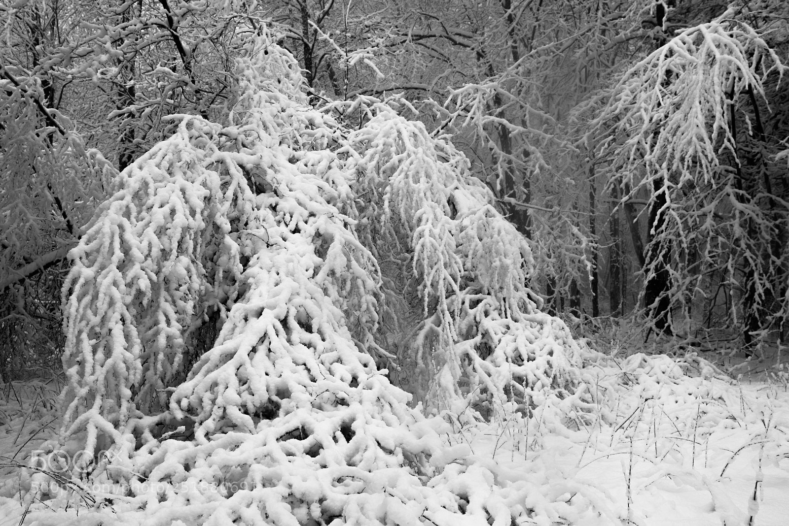 Pentax K-1 sample photo. Branches drooping with snow photography