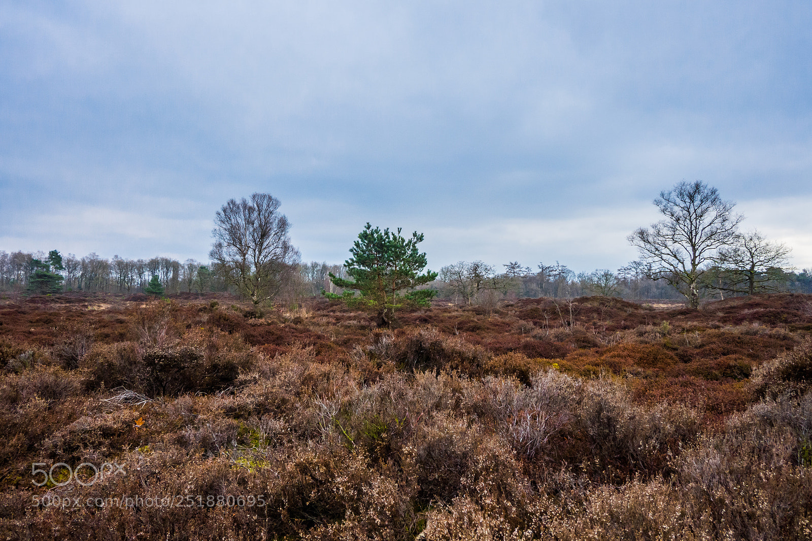 Olympus OM-D E-M10 II sample photo. Bakkeveense duinen, friesland, the photography