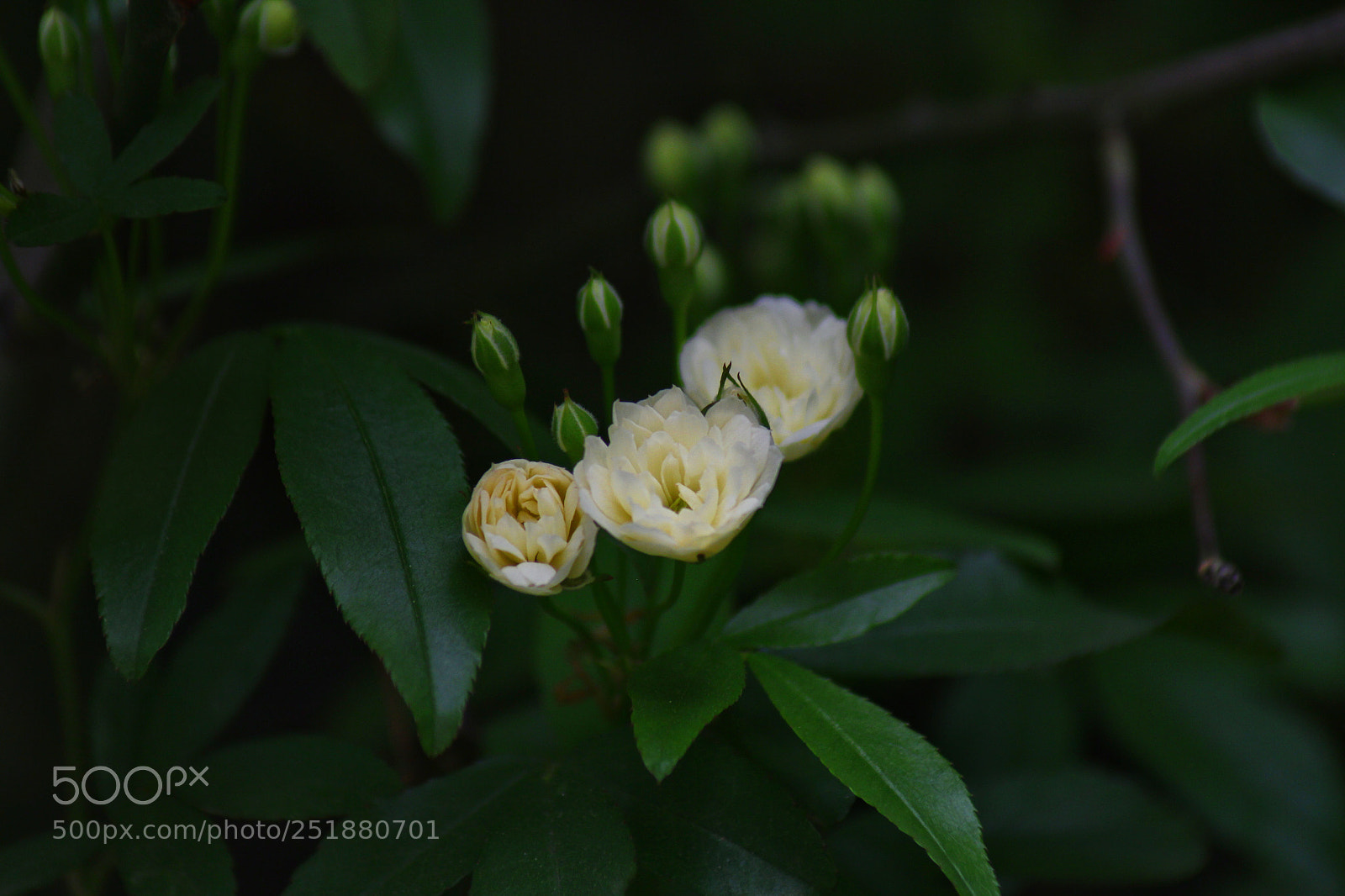 Canon EOS 60D sample photo. Flower photography