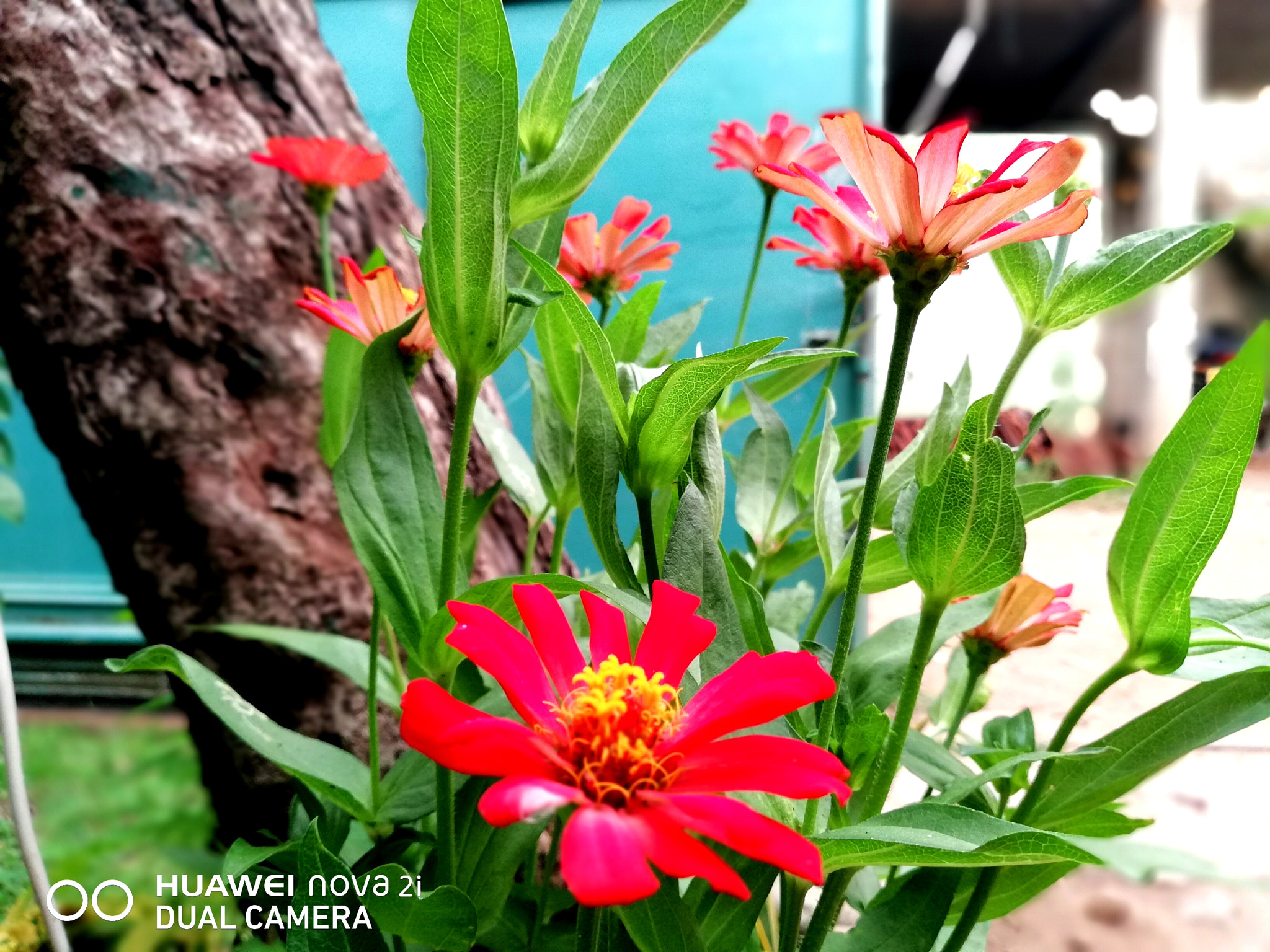 HUAWEI nova 2i sample photo