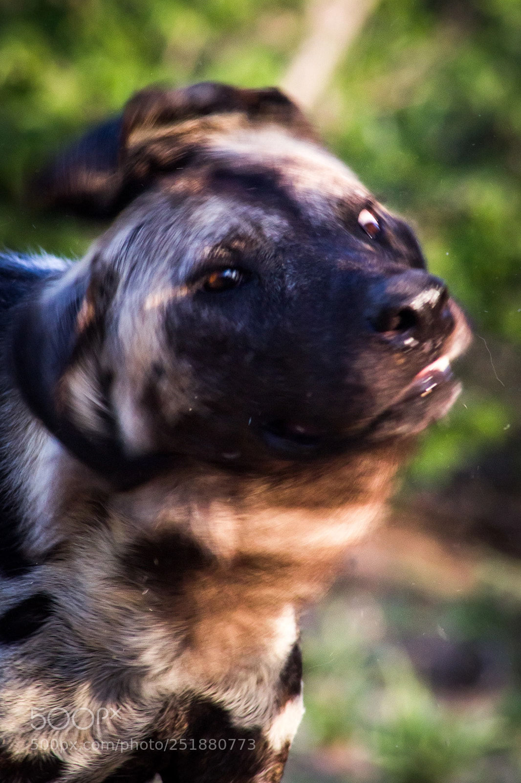 Canon EOS 60D sample photo. Painted dog: the shake photography