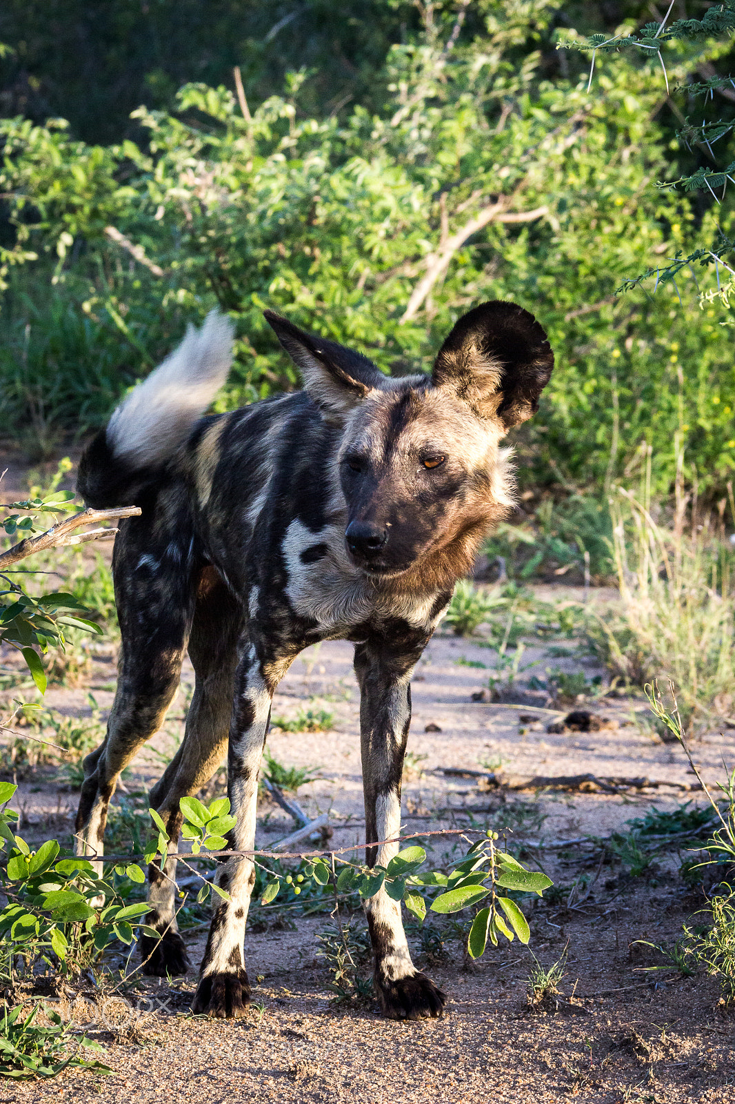 Canon EOS 60D sample photo. Painted dog: evening wake-up photography