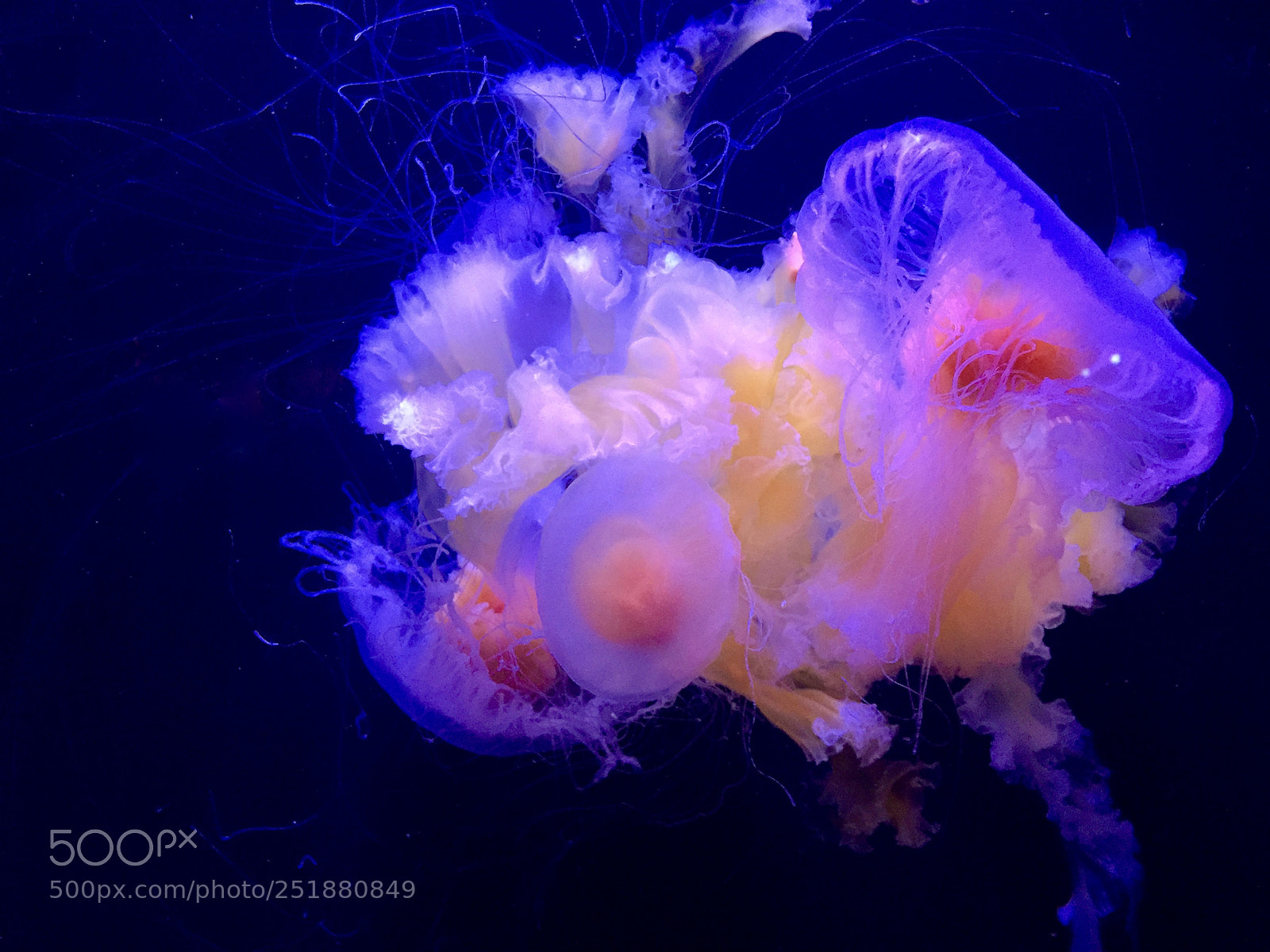 Apple iPhone 6 sample photo. Jellyfishes photography