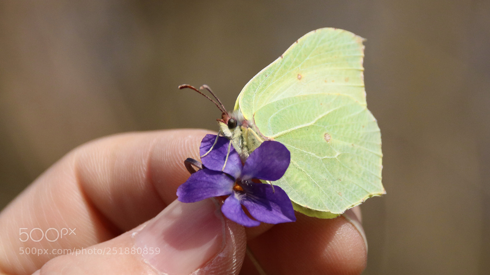 Canon EOS 750D (EOS Rebel T6i / EOS Kiss X8i) sample photo. Zitronenfalter photography