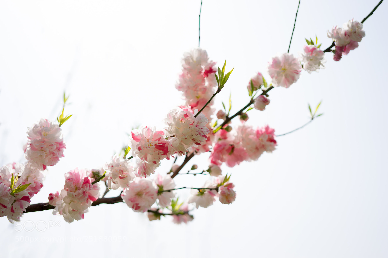 Sony a7 sample photo. Peach blossom photography