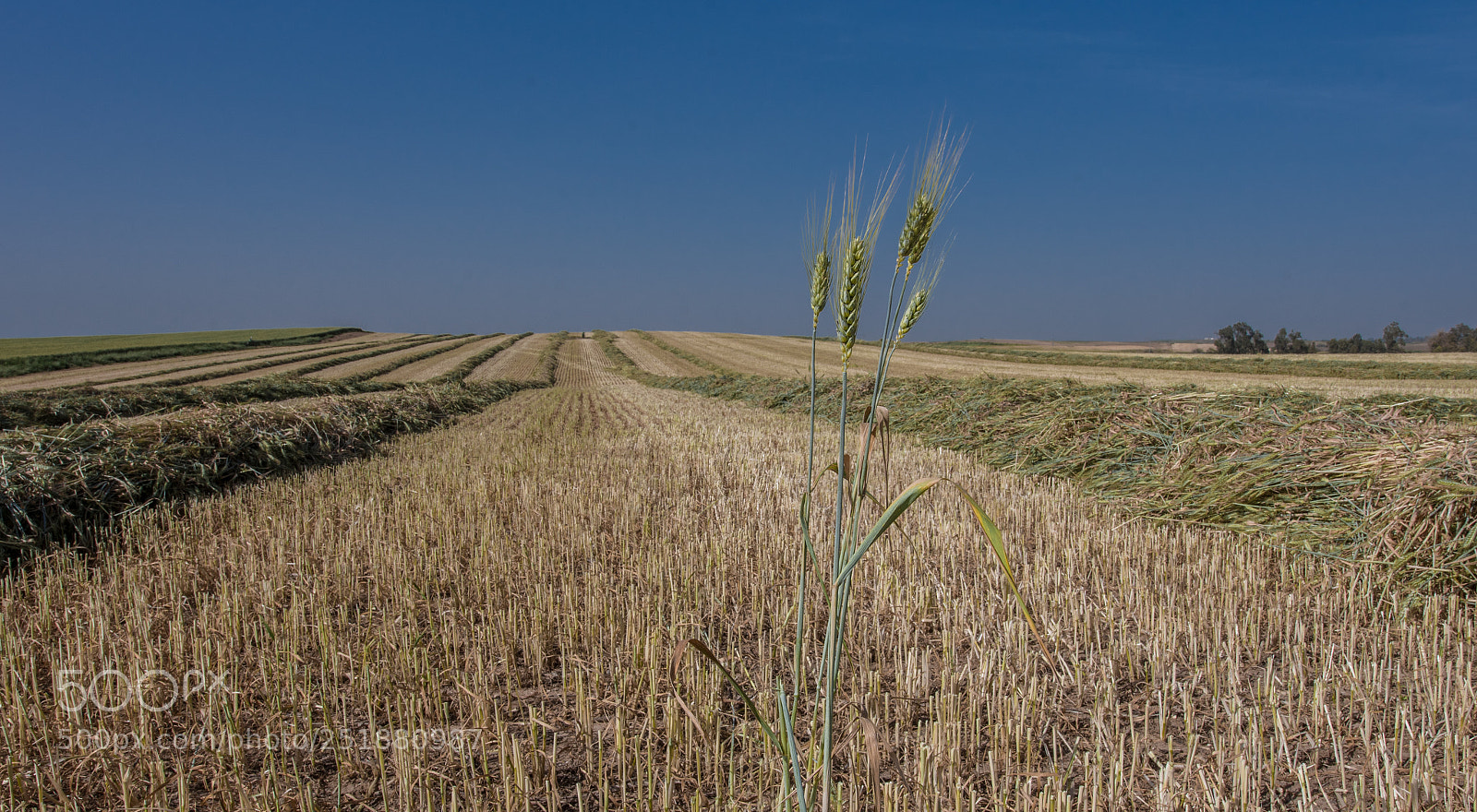 Nikon D500 sample photo. Survivers photography