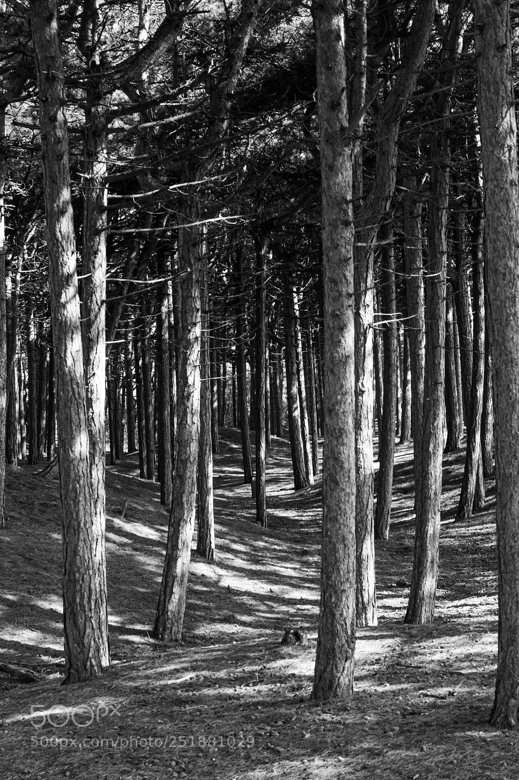 Canon EOS 5D Mark IV sample photo. The woods at formby photography