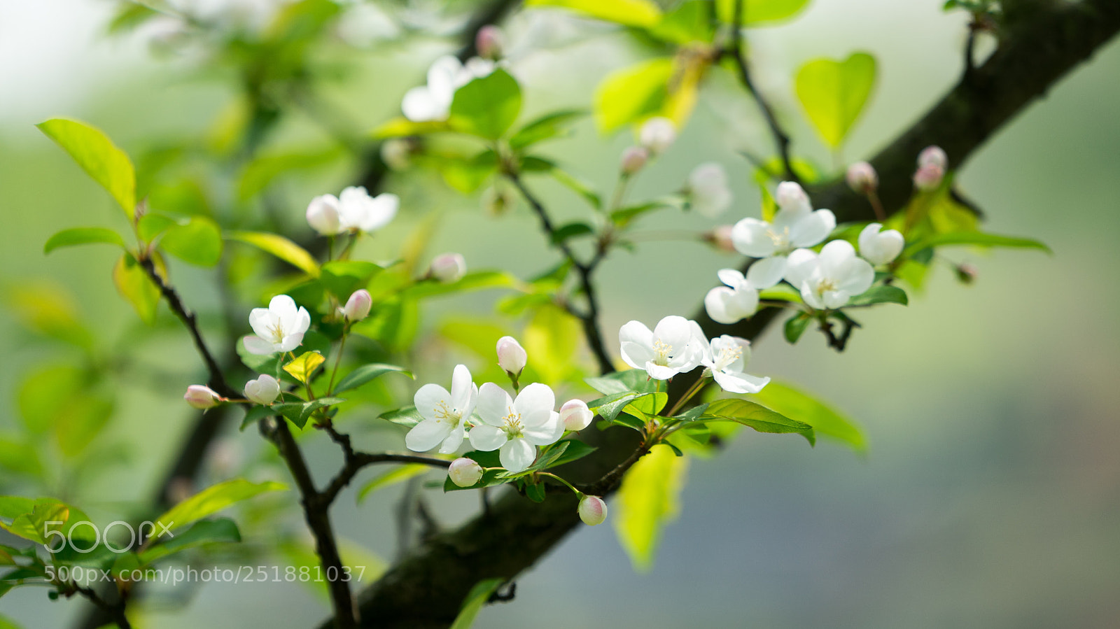 Sony a7 sample photo. Lovely spring photography