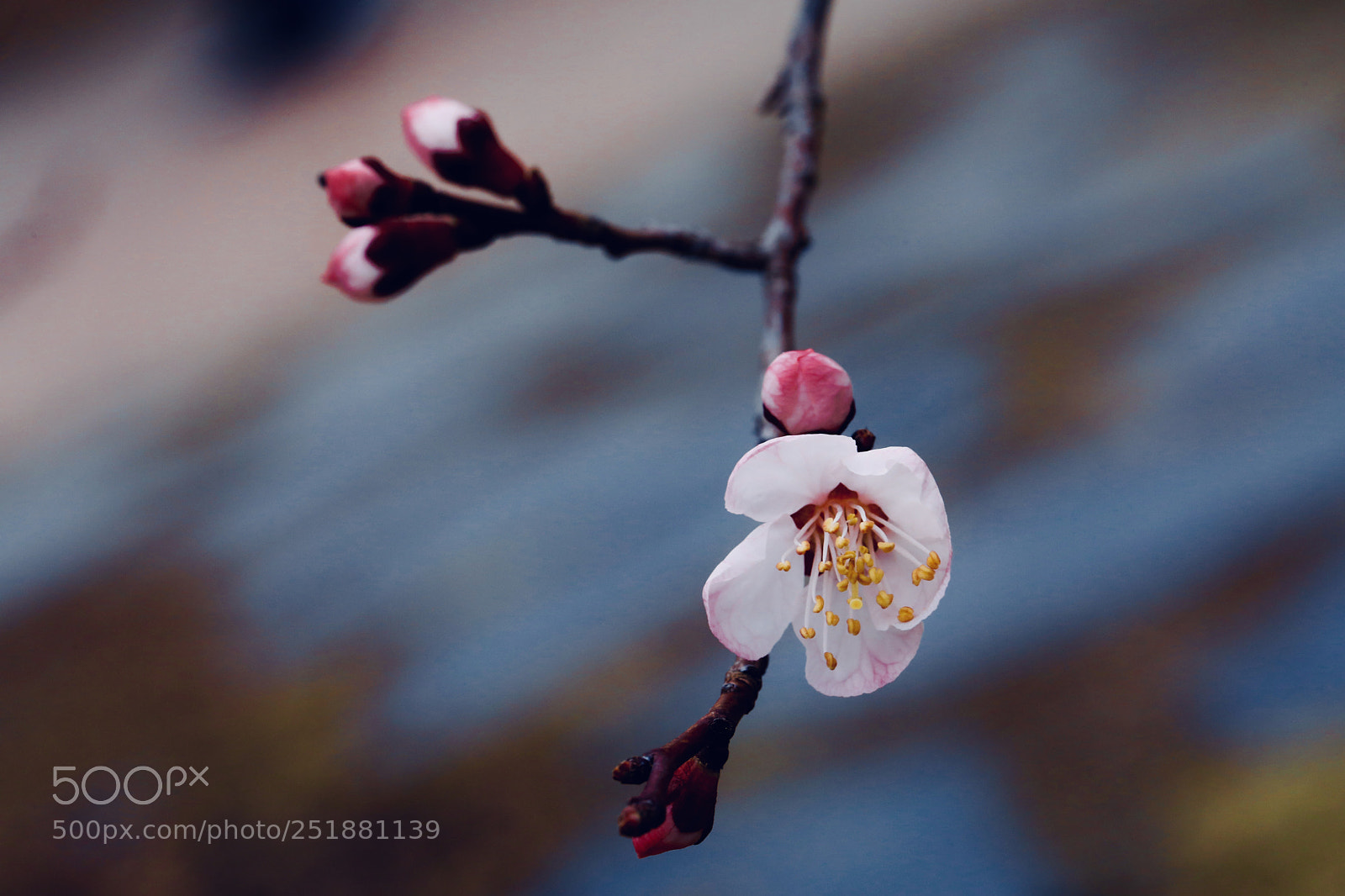 Canon EOS 5D Mark IV sample photo. Apricot flower photography