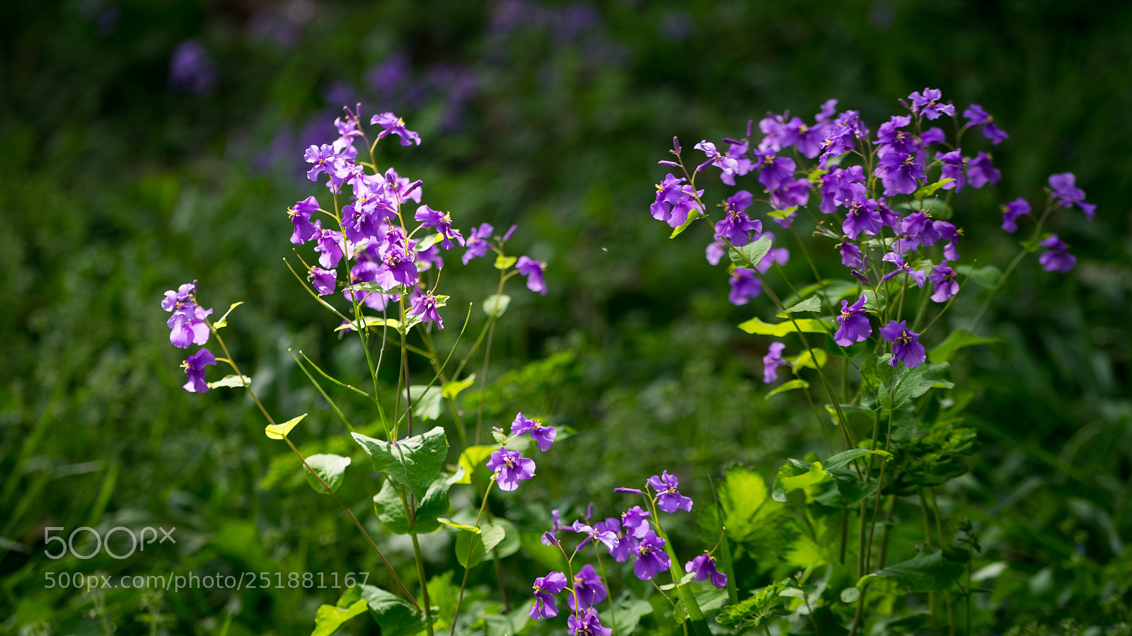 Sony a7 sample photo. Lovely spring #2 photography