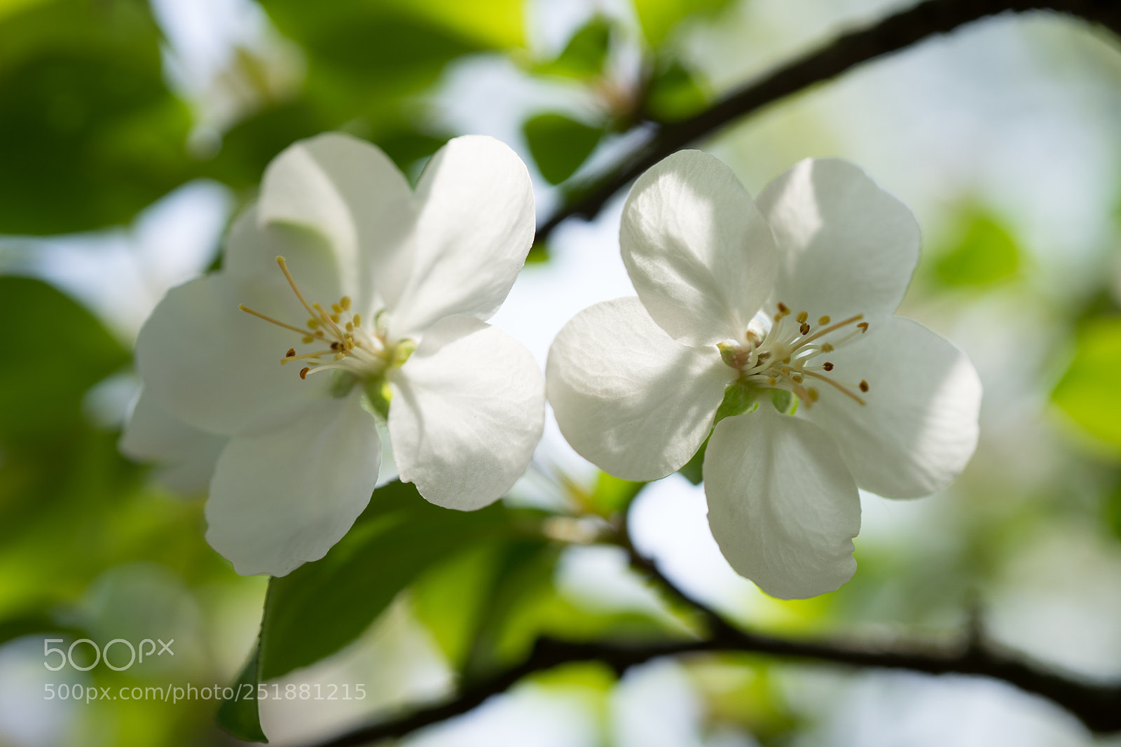 Sony a7 sample photo. Lovely spring #3 photography