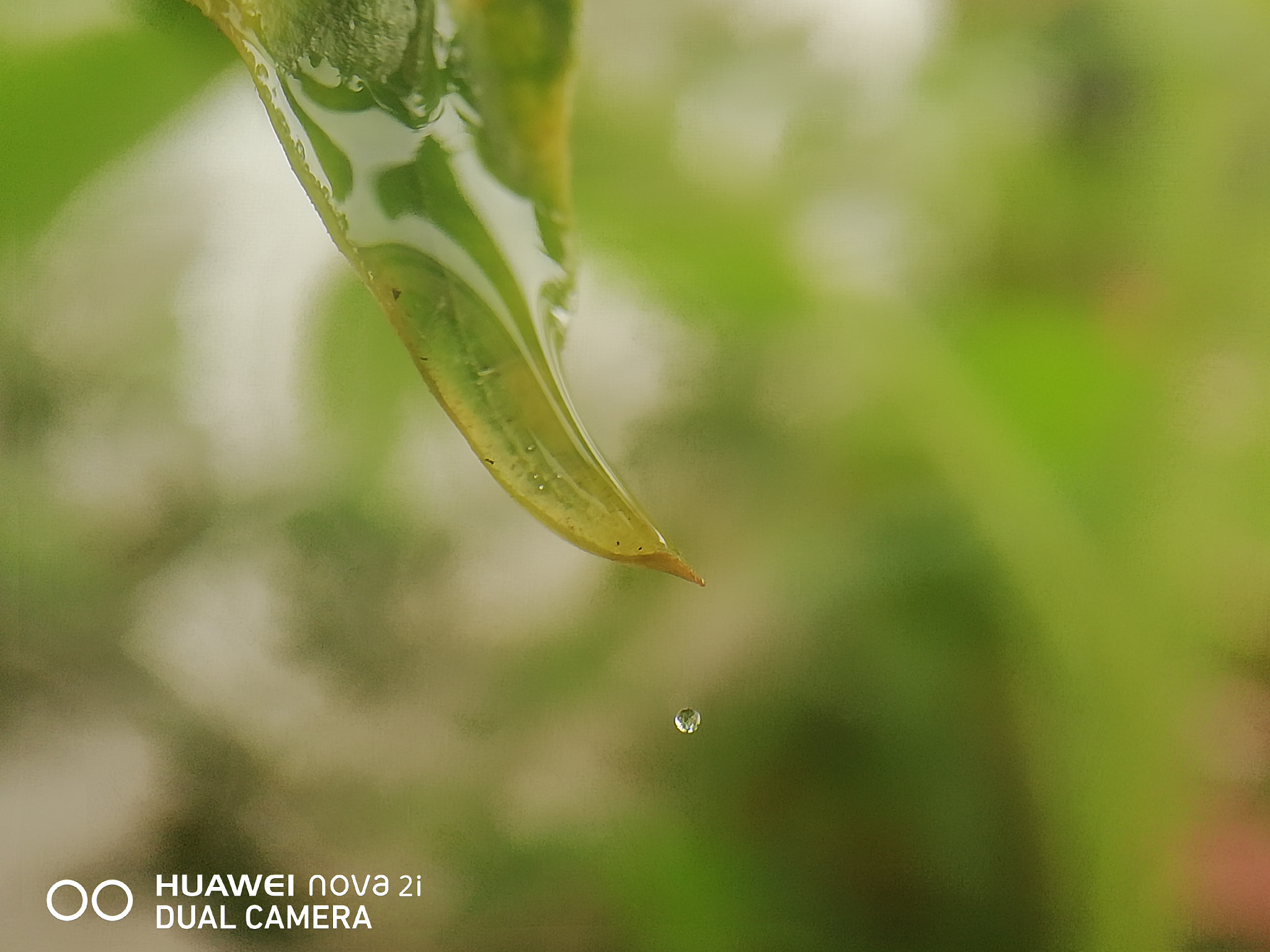 HUAWEI nova 2i sample photo
