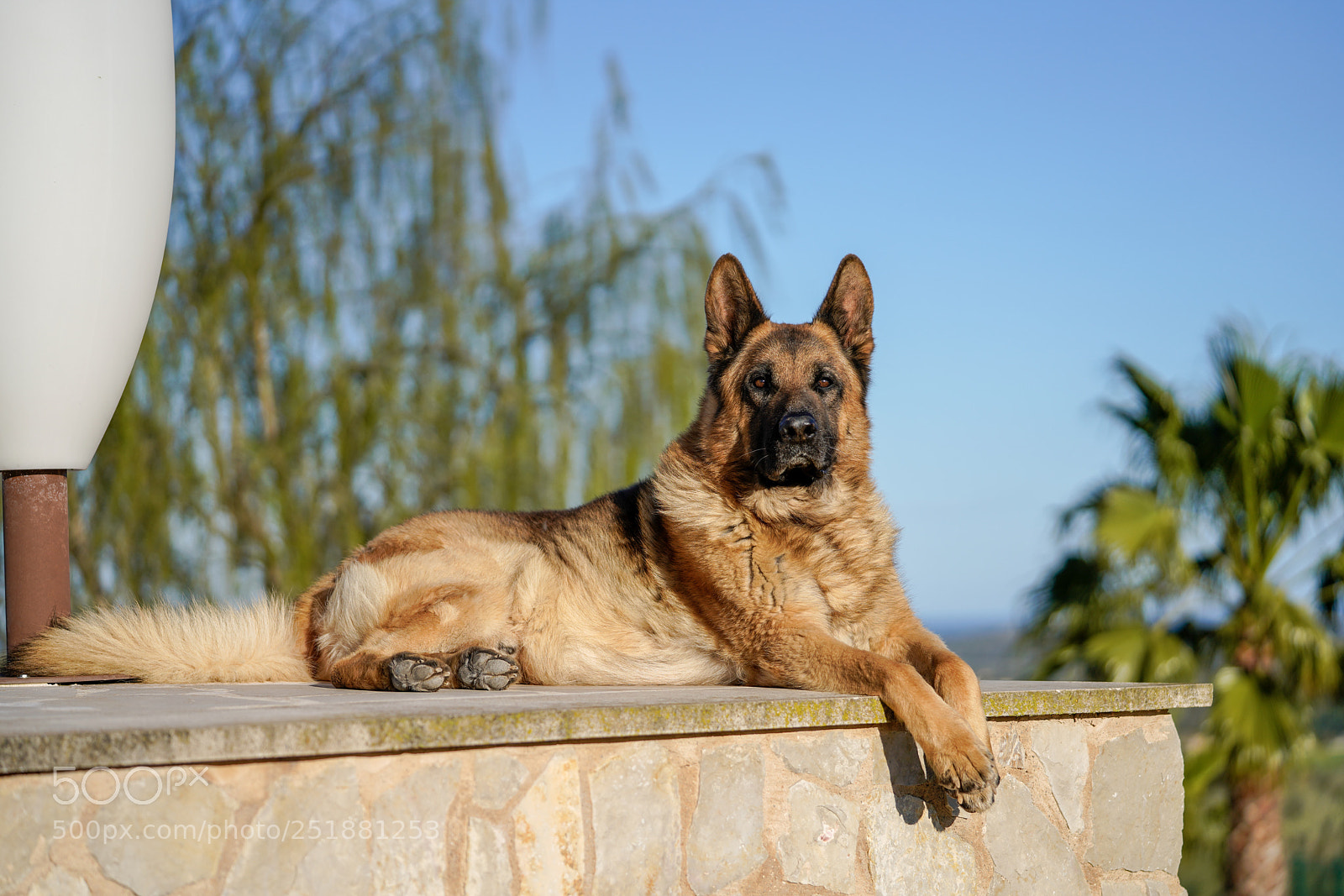 Sony a7R III sample photo. Loyal look photography