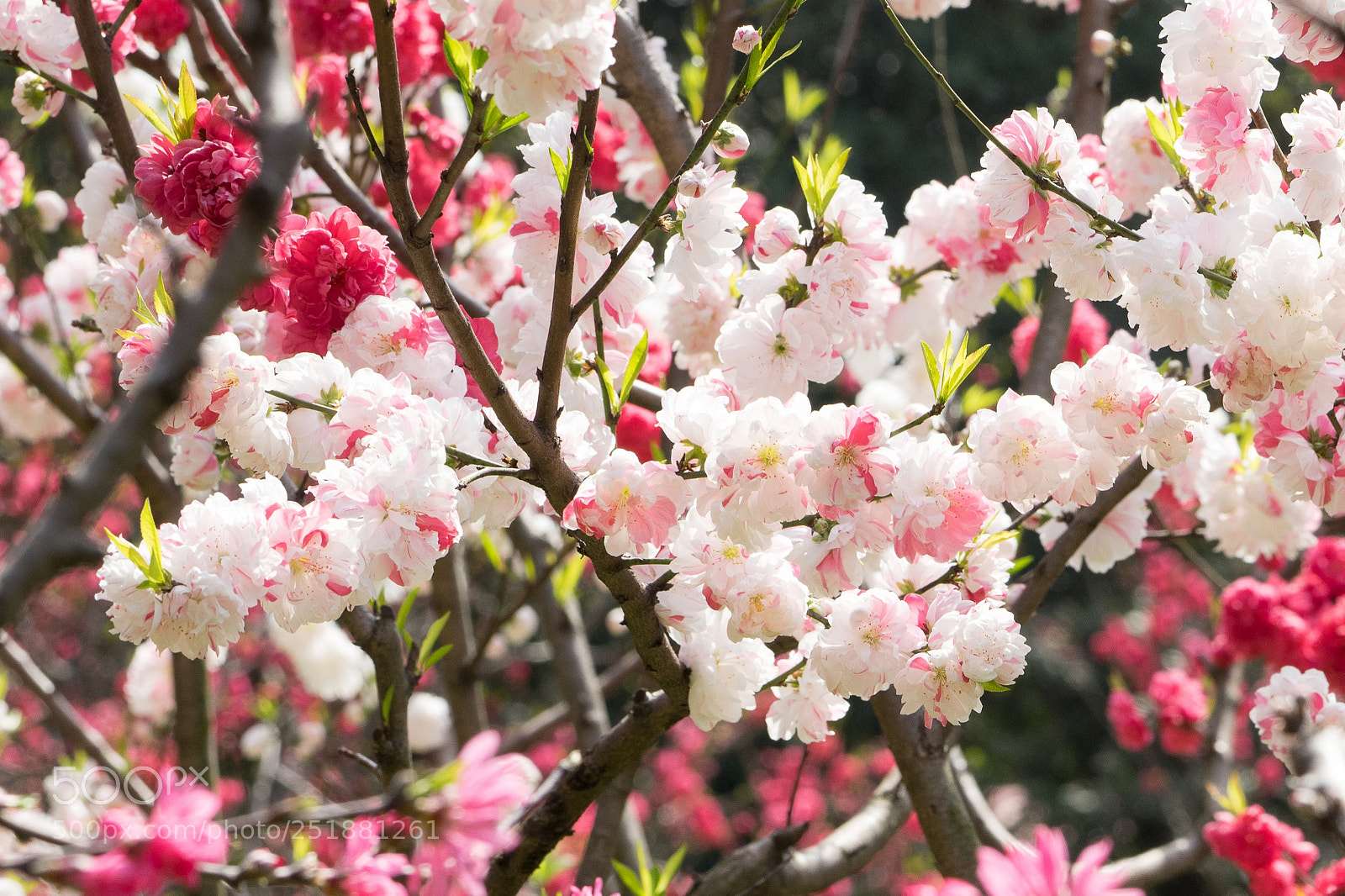 Sony a7 sample photo. Blossoming photography