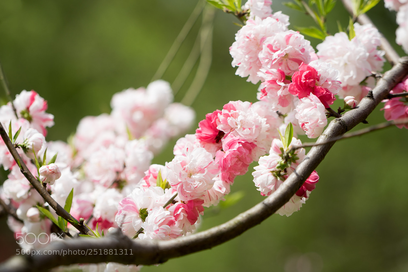 Sony a7 sample photo. Peach blossom #9 photography