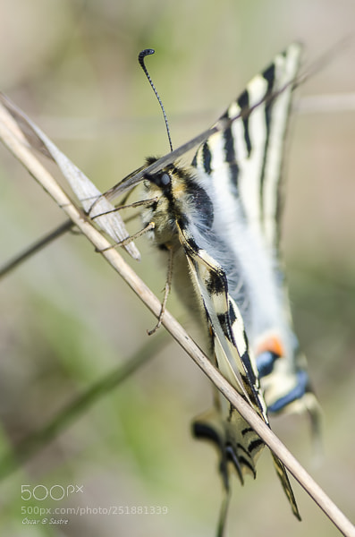 Nikon D7000 sample photo. Macaun ii photography