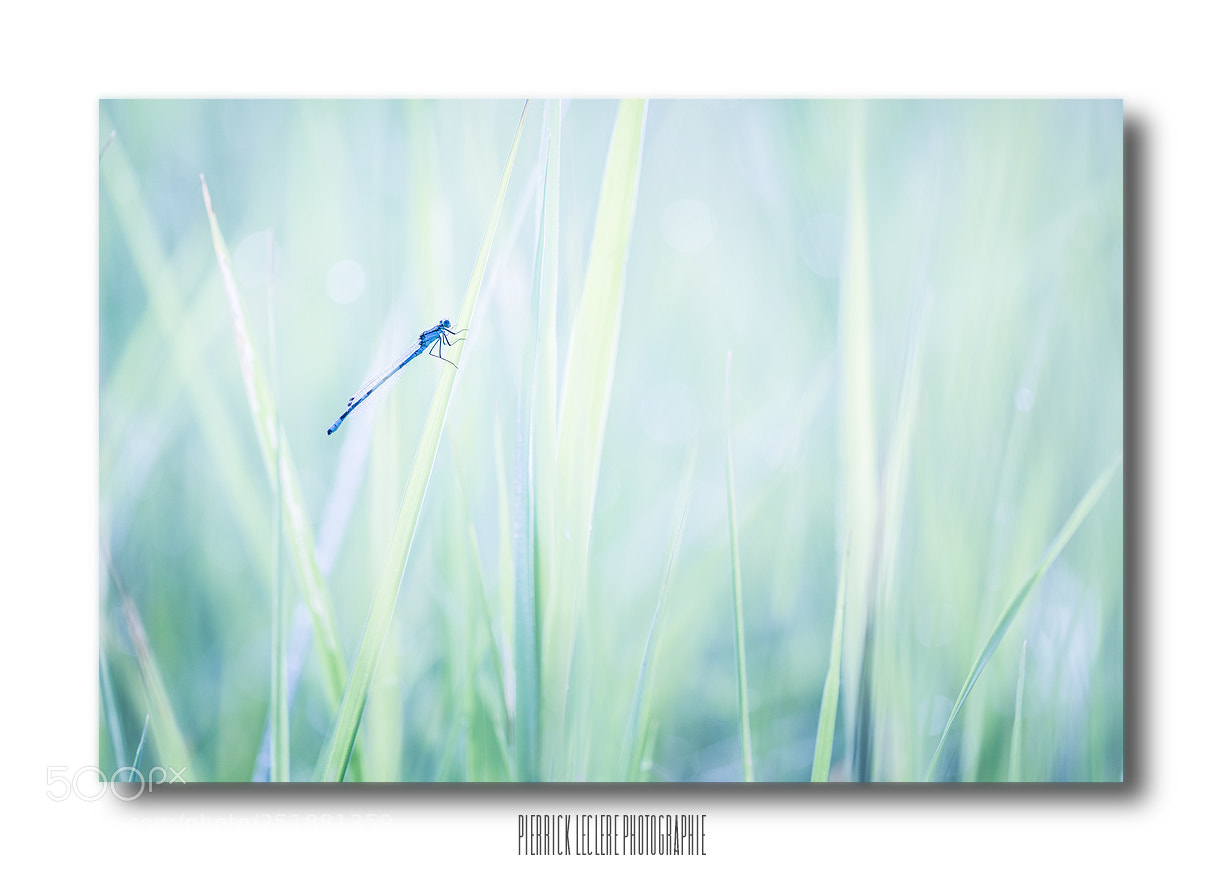 Canon EOS 5D Mark IV sample photo. Un matin de juin photography