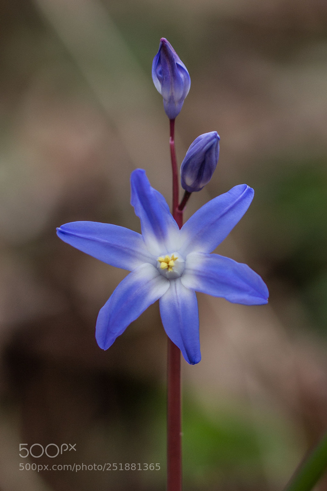 Canon EOS 700D (EOS Rebel T5i / EOS Kiss X7i) sample photo. Scilla photography