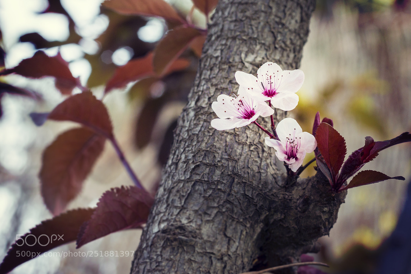 Canon EOS 70D sample photo. Spring photography