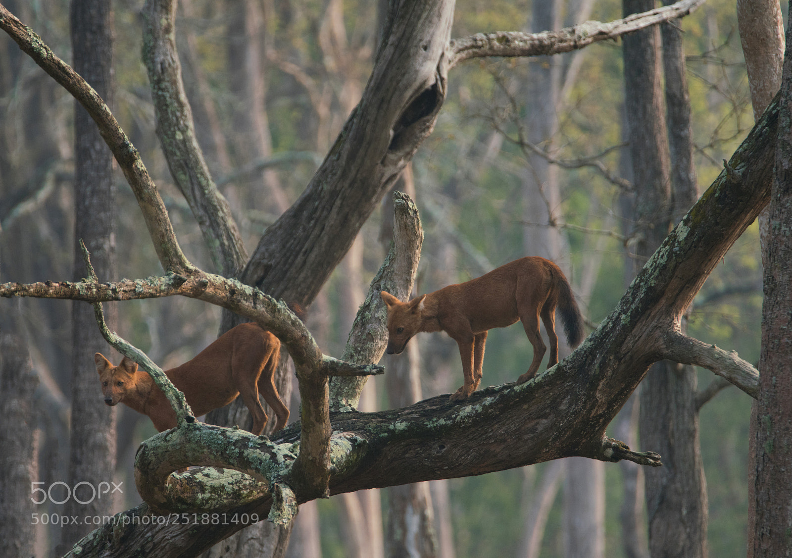 Sony a99 II sample photo. Tree climbing wild dogs photography