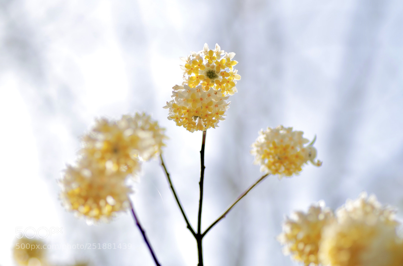 Pentax K-30 sample photo. Spring colors photography