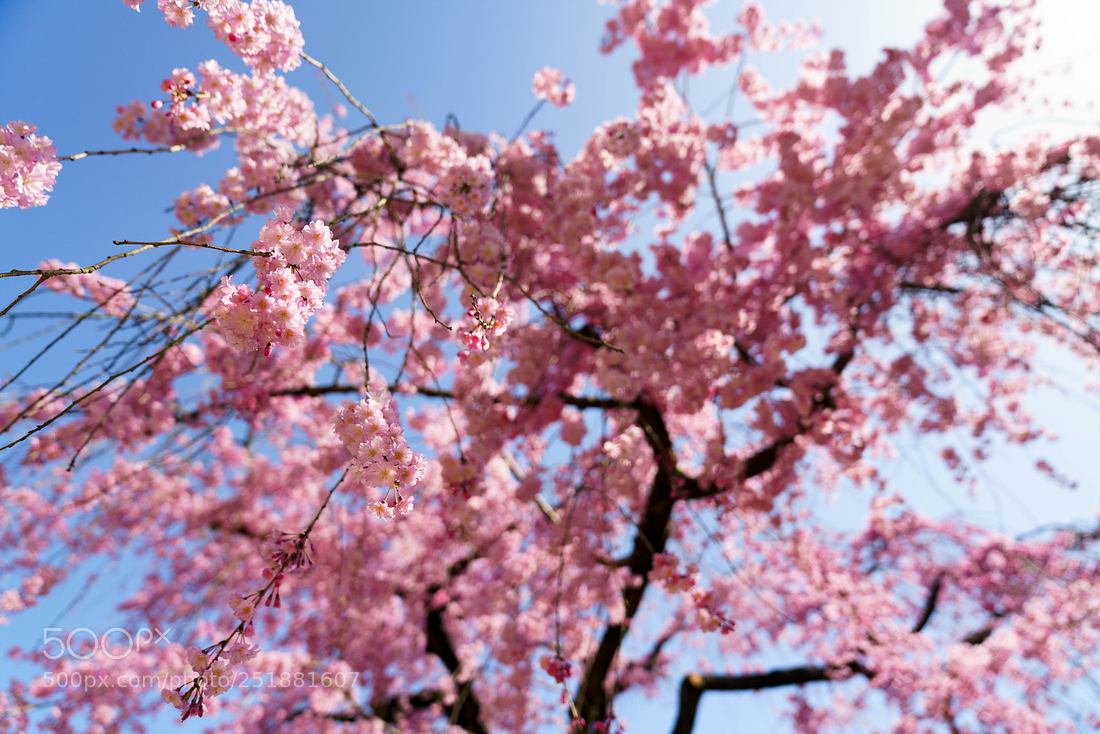 Sony a7R III sample photo. Spring photography