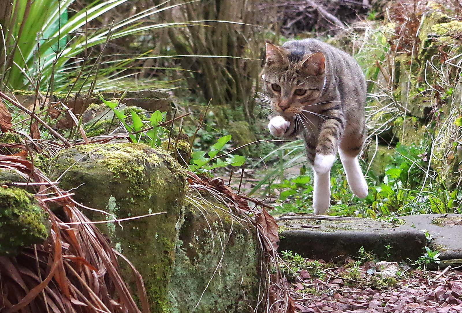 Pentax K-3 sample photo. The mouse hunter photography