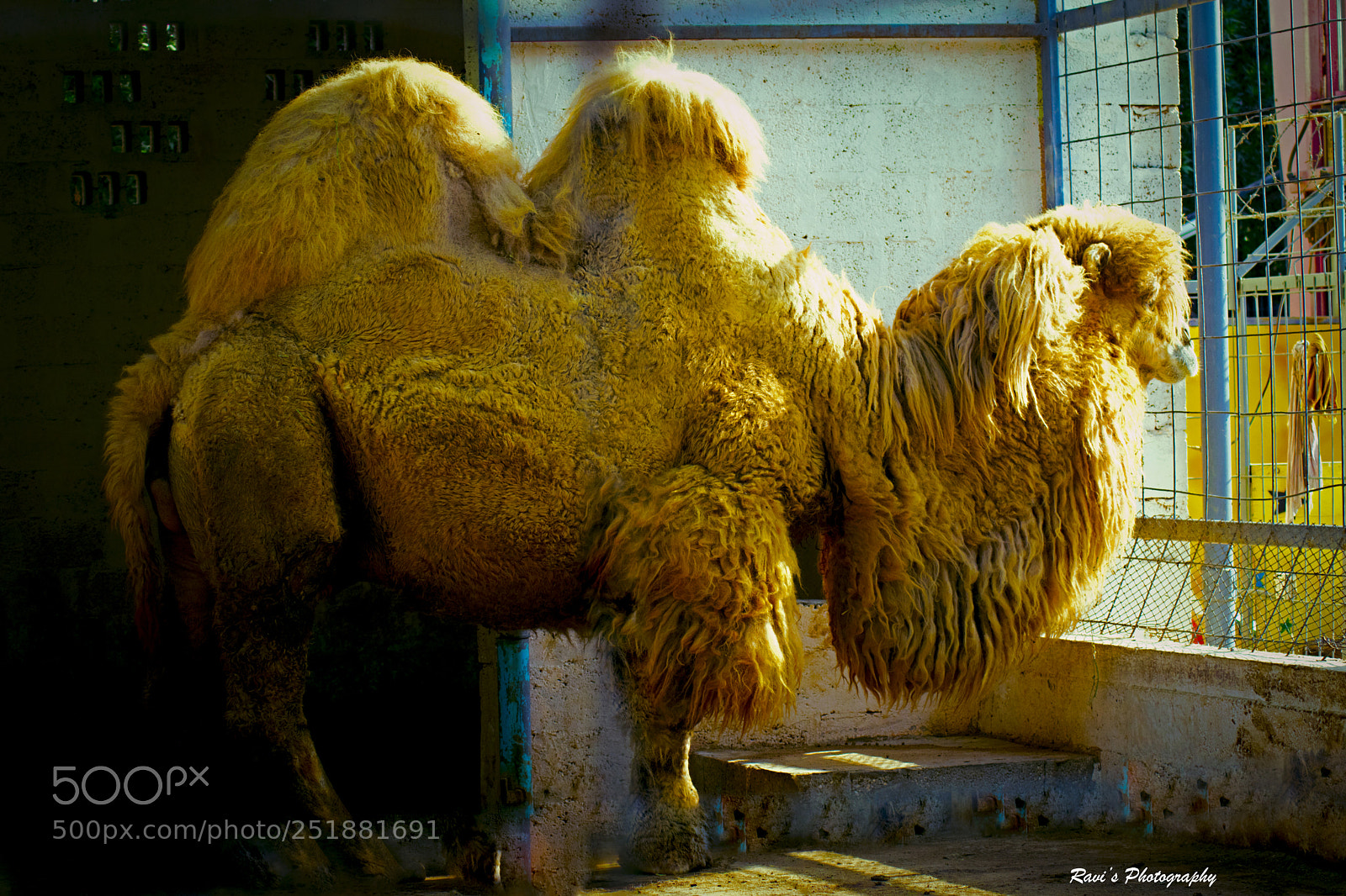 Nikon D5300 sample photo. Bactrian camel photography