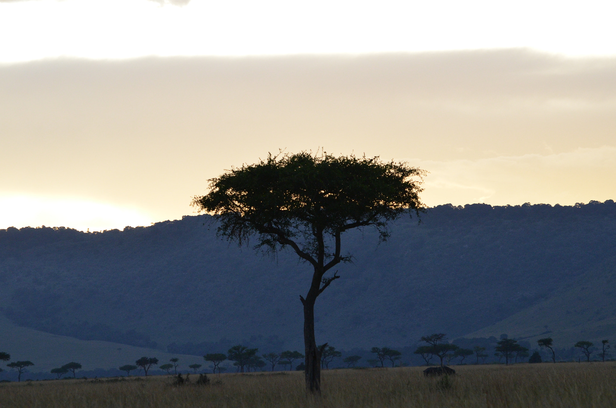 Nikon D7000 sample photo. Tree in the evening masai mara photography