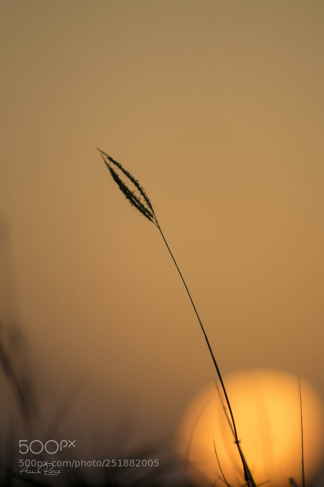 Nikon D3300 sample photo. Grass photography
