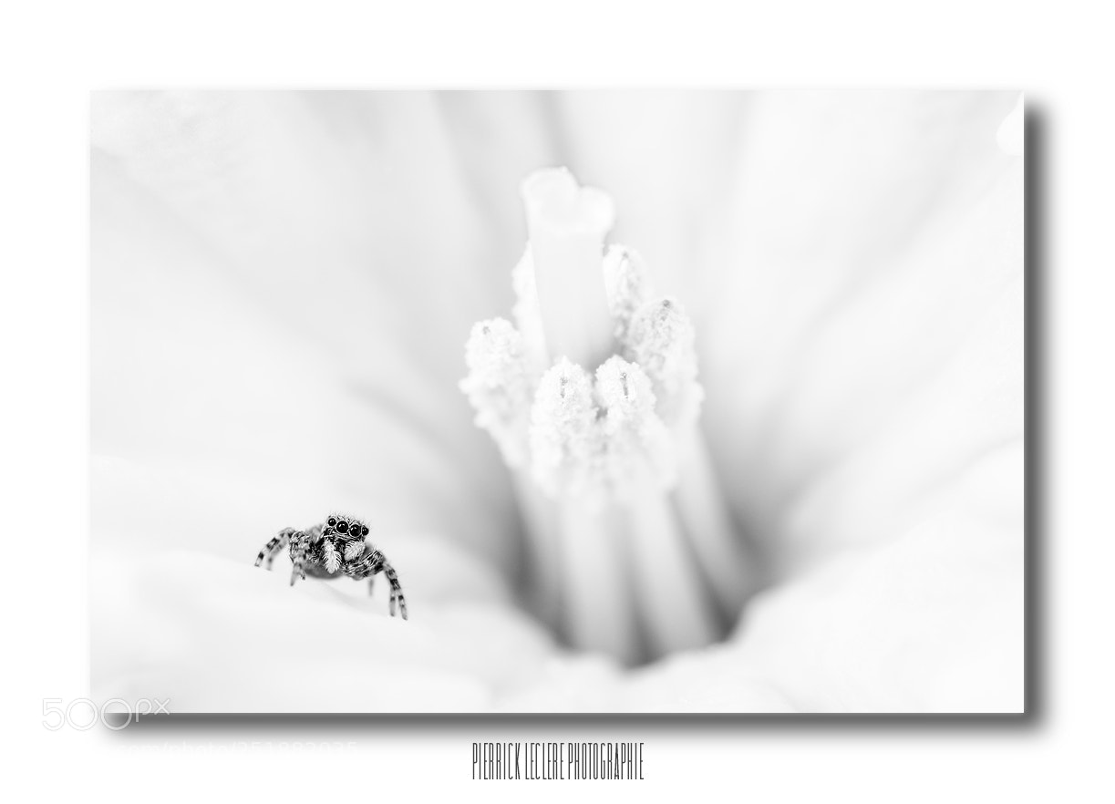 Canon EOS 5D Mark IV sample photo. Au centre de la photography