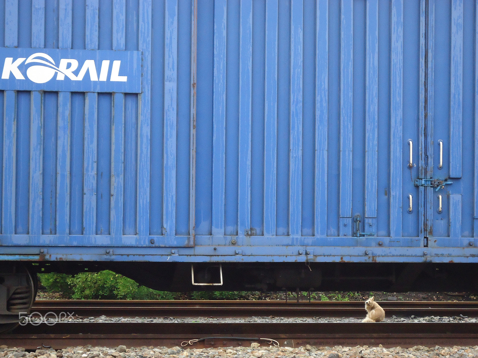 Sony Cyber-shot DSC-W530 sample photo. Dog and the train photography