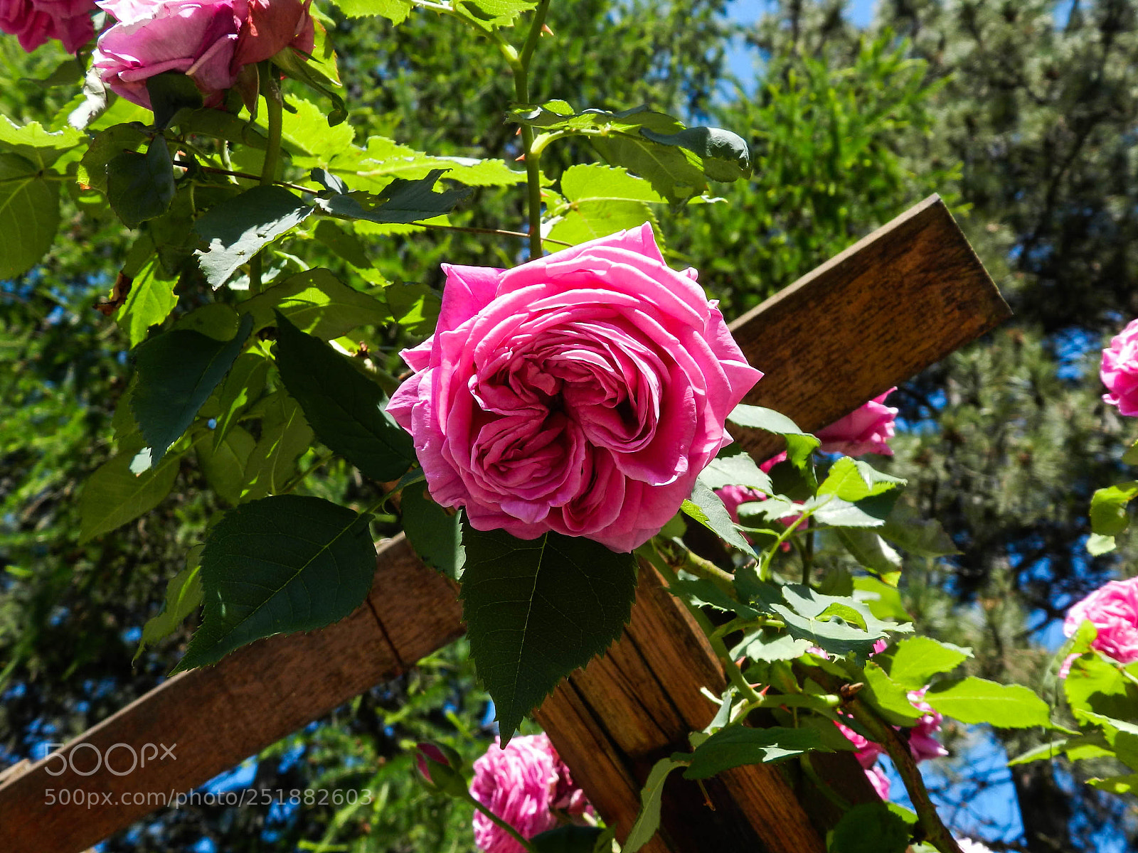 Nikon Coolpix P500 sample photo. Look above! photography