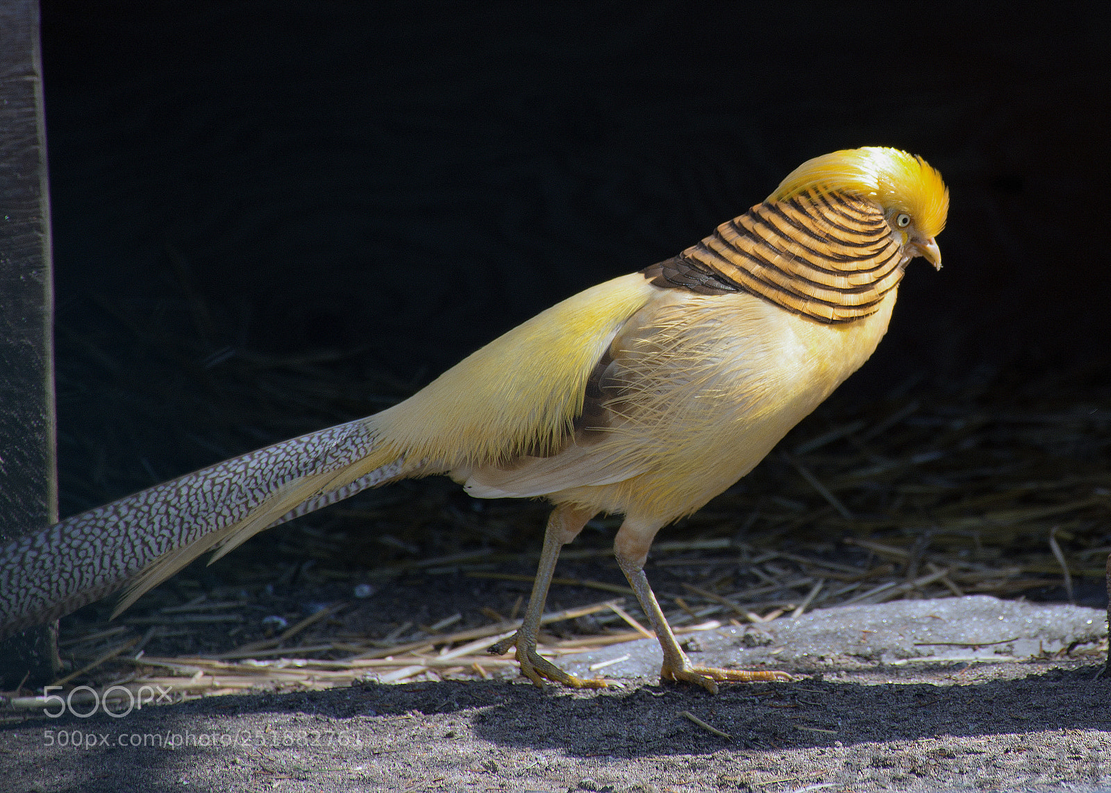 Nikon D7200 sample photo. Yellow golden pheasant photography
