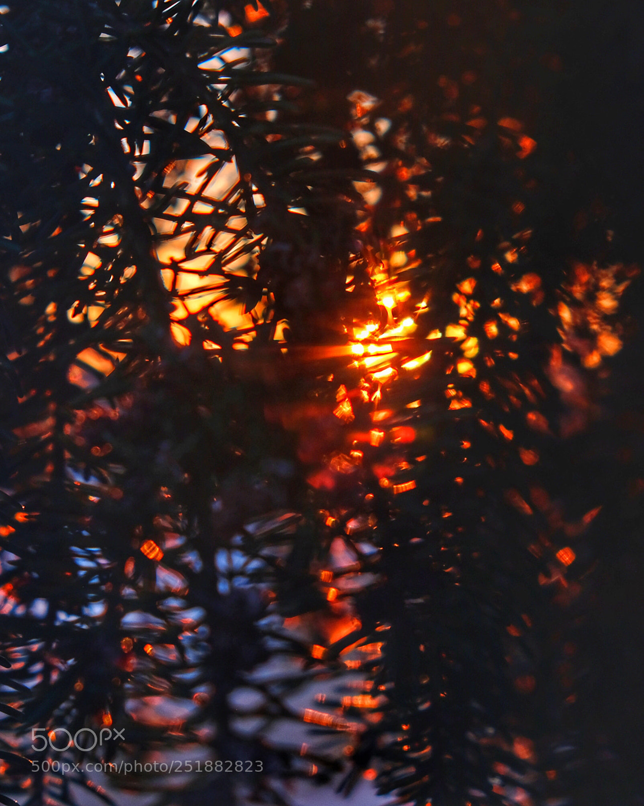 Fujifilm X-T2 sample photo. Sunset trough a tree photography