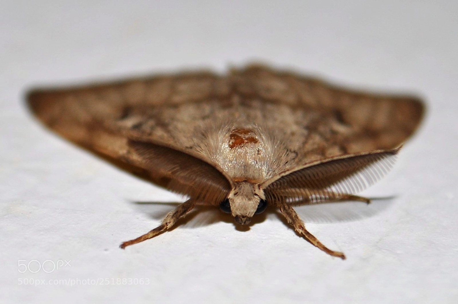 Nikon D5000 sample photo. Macro butterfly photography