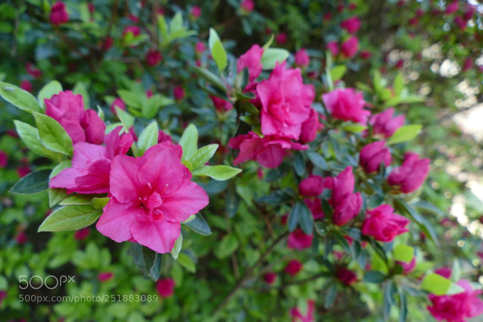Panasonic Lumix DMC-FZ1000 sample photo. Flower of the day photography