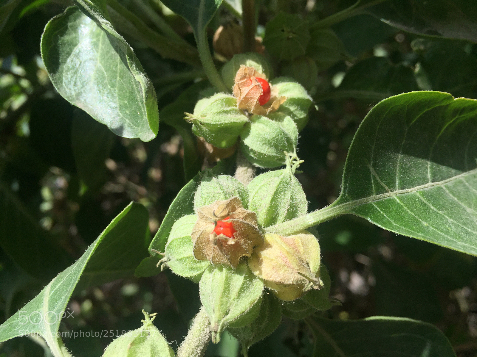 Apple iPhone 6 sample photo. حرنكش photography