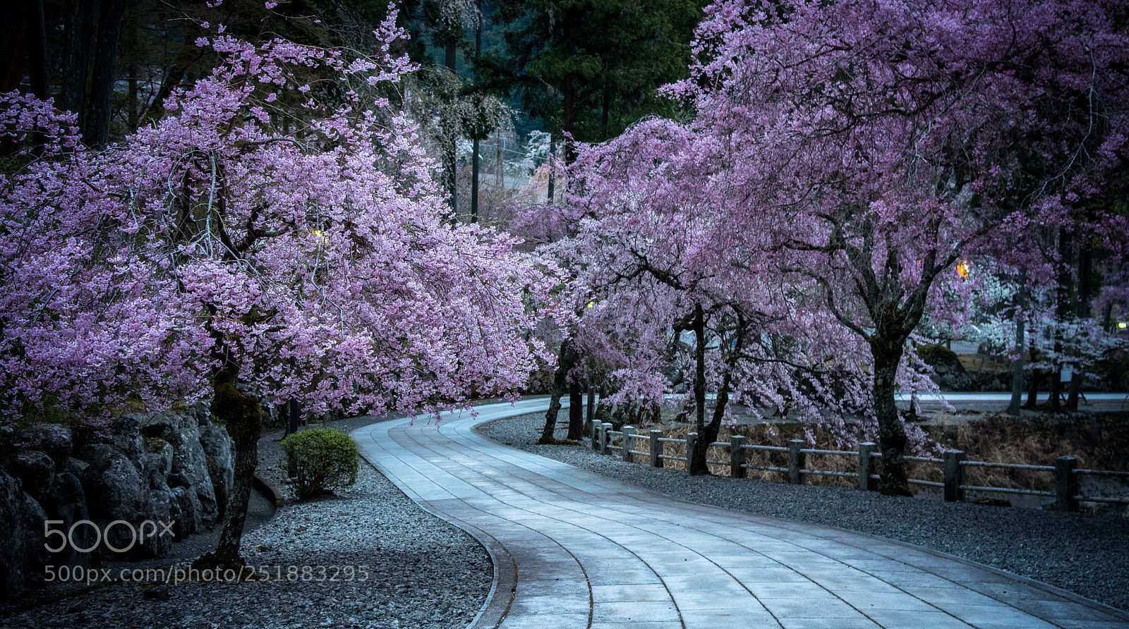 Nikon D750 sample photo. Blossom road photography