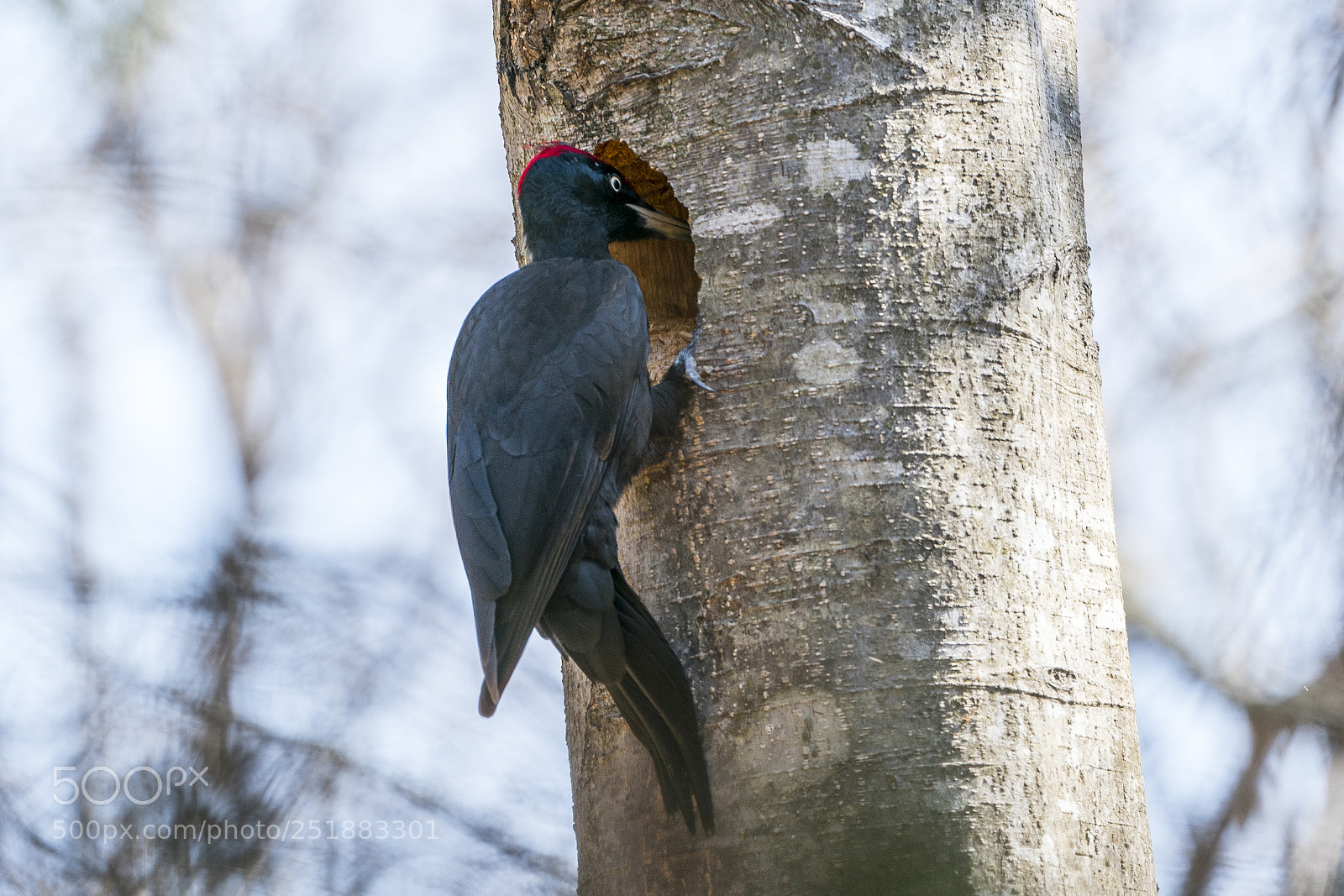 Sony a9 sample photo. Black woodpecker photography