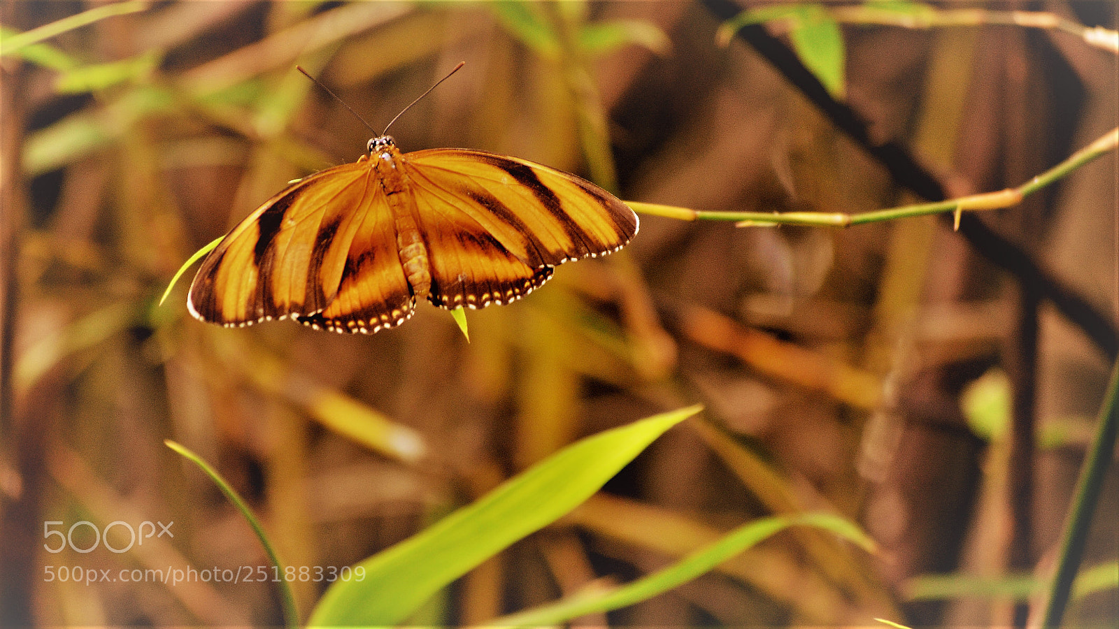 Nikon D5100 sample photo. Tan butterfly photography