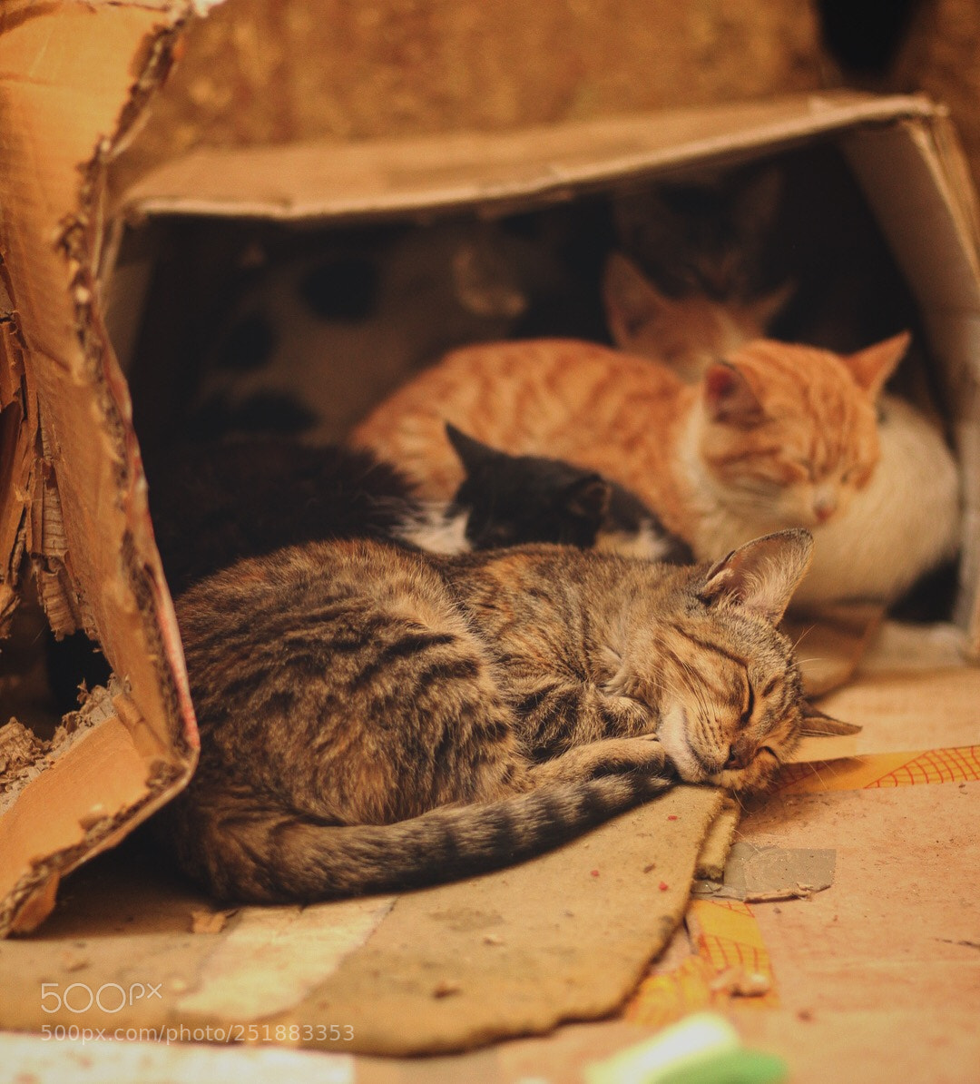 Canon EOS 1300D (EOS Rebel T6 / EOS Kiss X80) sample photo. Sleeping cats photography