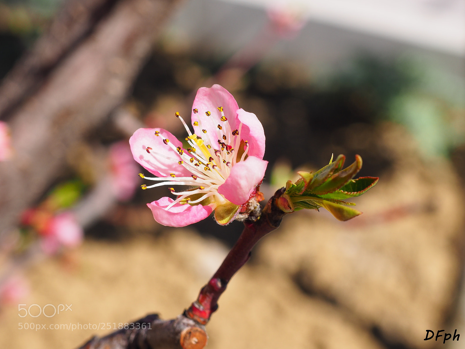 Olympus OM-D E-M10 II sample photo. Flower photography