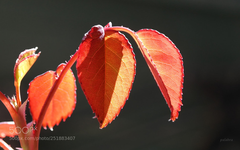 Samsung NX300 sample photo. ... photography