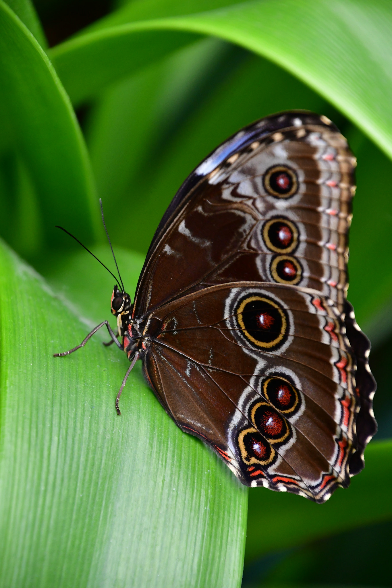 Nikon D7500 sample photo. Butterfly  photography