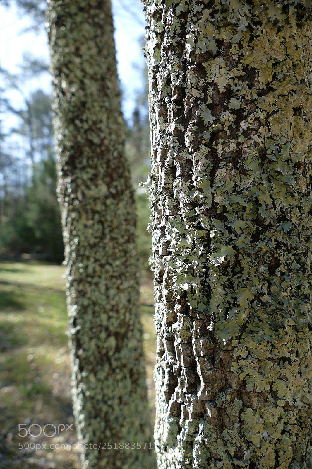 Panasonic Lumix DMC-FZ1000 sample photo. Tree trunk photography