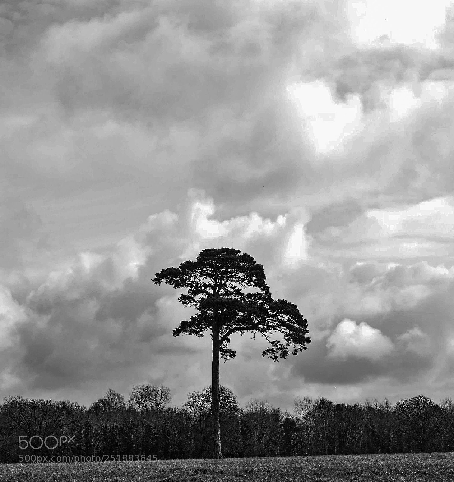 Nikon D90 sample photo. Lonesome pine photography